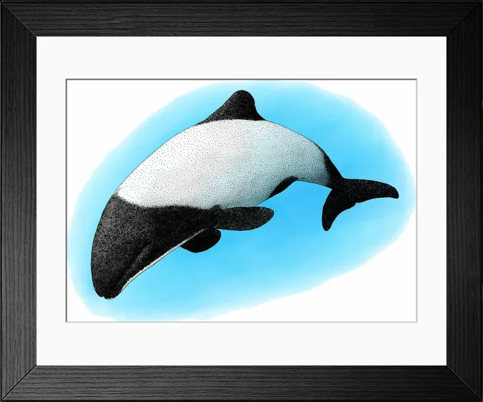 Framed Print : Commerson's Dolphin