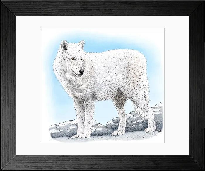 Framed Print : Arctic Wolf Framed Print : Arctic Wolf