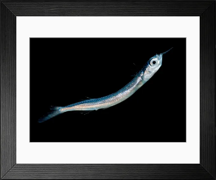 Framed Print : Larval fish Framed Print : Larval fish