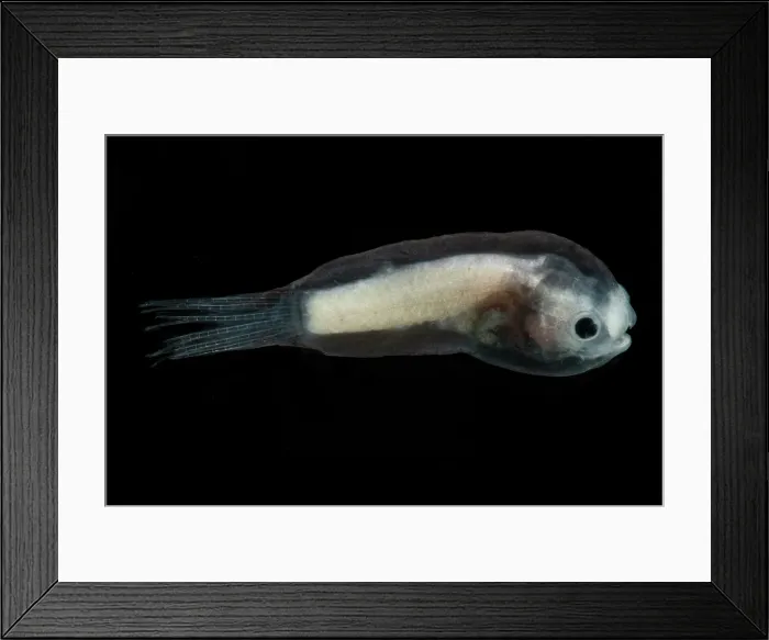 Framed Print : Larval Male Anglerfish