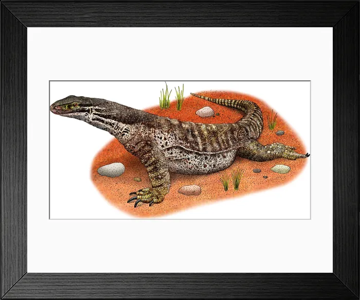 Framed Print : Argus Monitor Framed Print : Argus Monitor