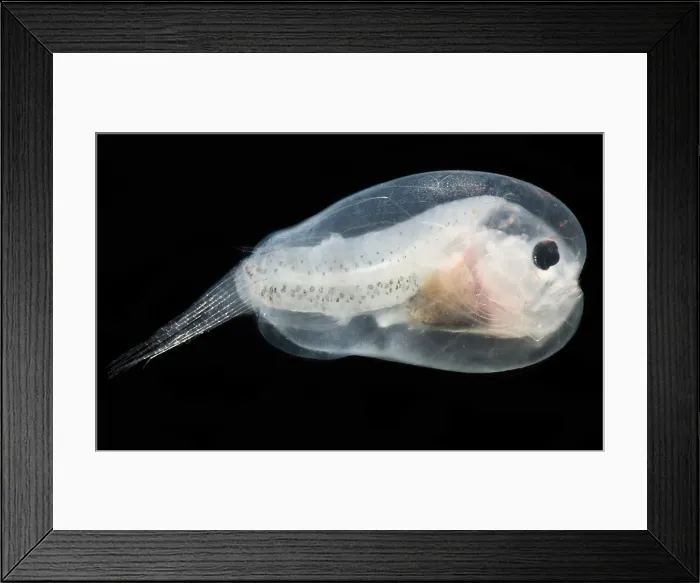 Framed Print : Larval Leftvent, Linophrynidae Framed Print : Larval Leftvent, Linophrynidae