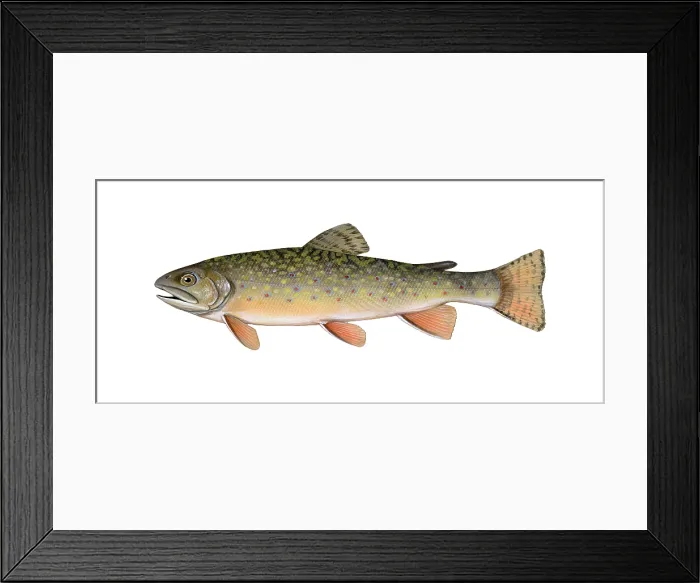 Framed Print : Brook Trout Framed Print : Brook Trout
