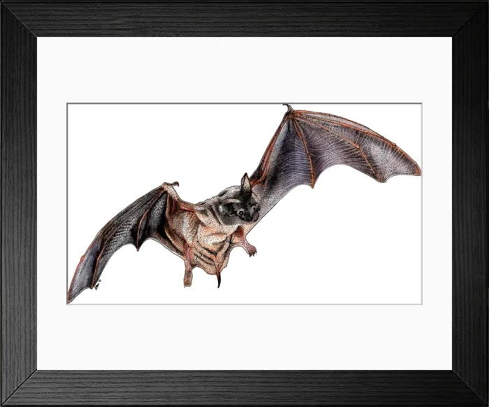 Framed Print : Mexican Free-tailed Bat, Illustration