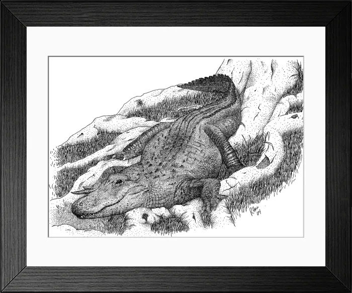 Framed Print : American Alligator Framed Print : American Alligator