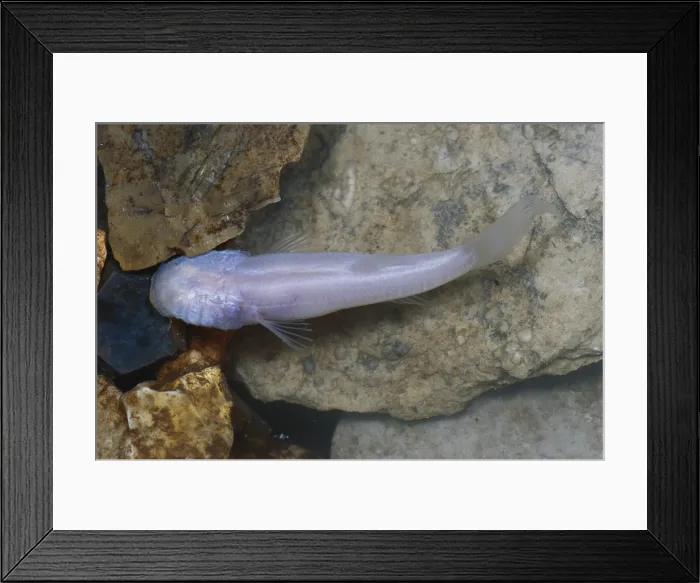 Framed Print : Ozark Blind Cavefish