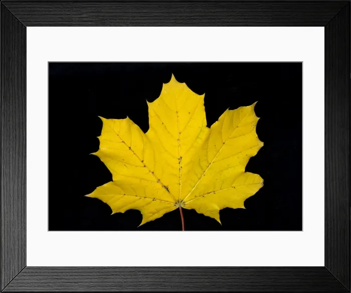 Framed Print : Maple Leaf Framed Print : Maple Leaf