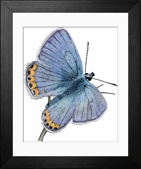 Framed Print : Acmon blue butterfly Framed Print : Acmon blue butterfly