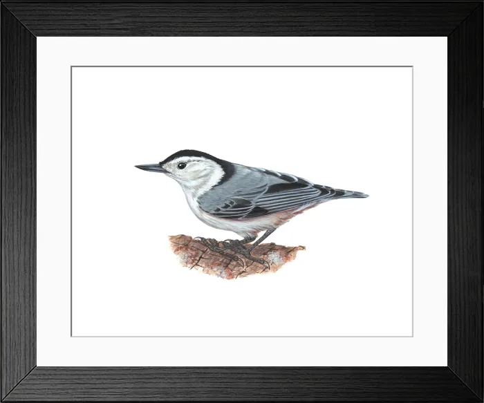 Framed Print : Nuthatch. Illustration of a nuthatch, a bird in the genus Sitta characterised Framed Print : Nuthatch. Illustration of a nuthatch, a bird in the genus Sitta characterised