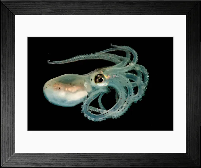 Framed Print : Lilliput Longarm Octopus