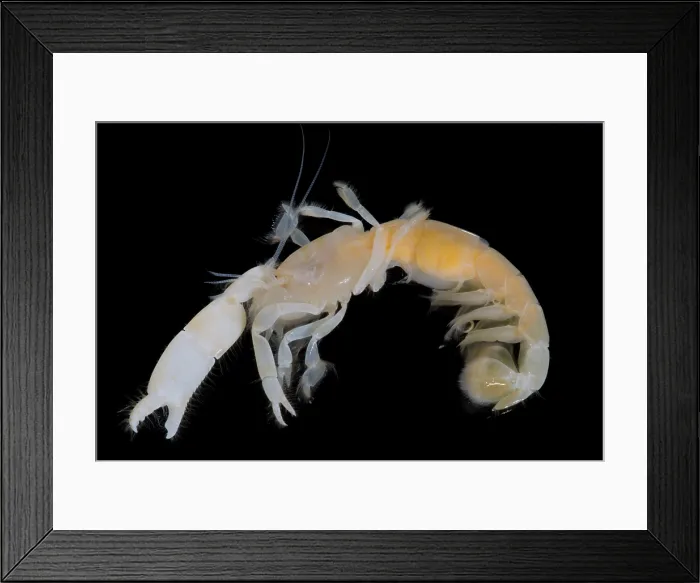 Framed Print : Tidepool Ghost Shrimp Framed Print : Tidepool Ghost Shrimp