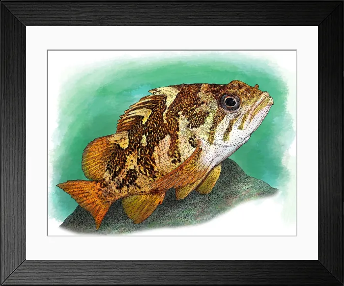 Framed Print : Gopher Rockfish Framed Print : Gopher Rockfish