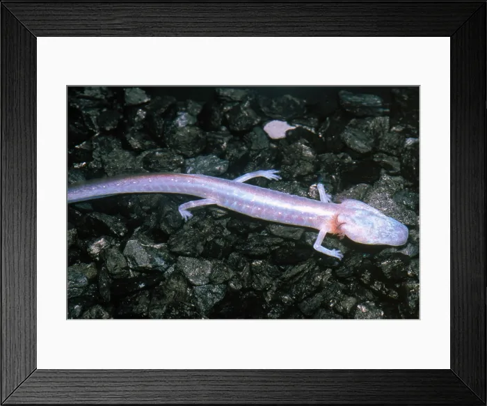 Framed Print : Austin Blind Salamander