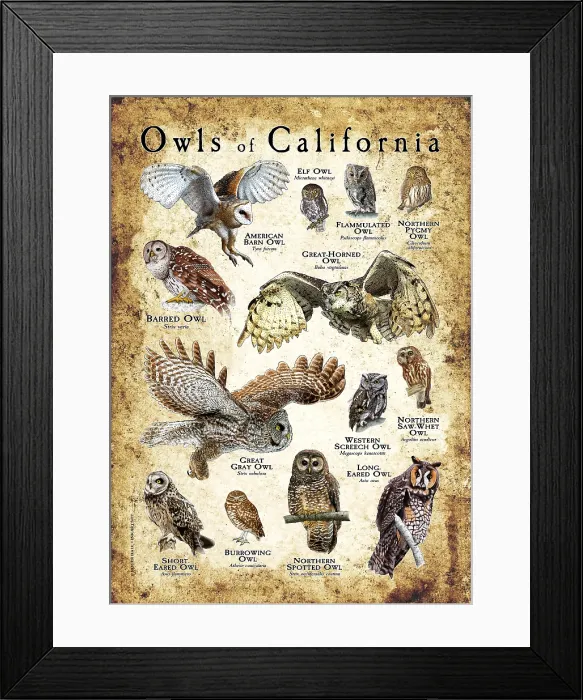 Framed Print : Owls of California Framed Print : Owls of California