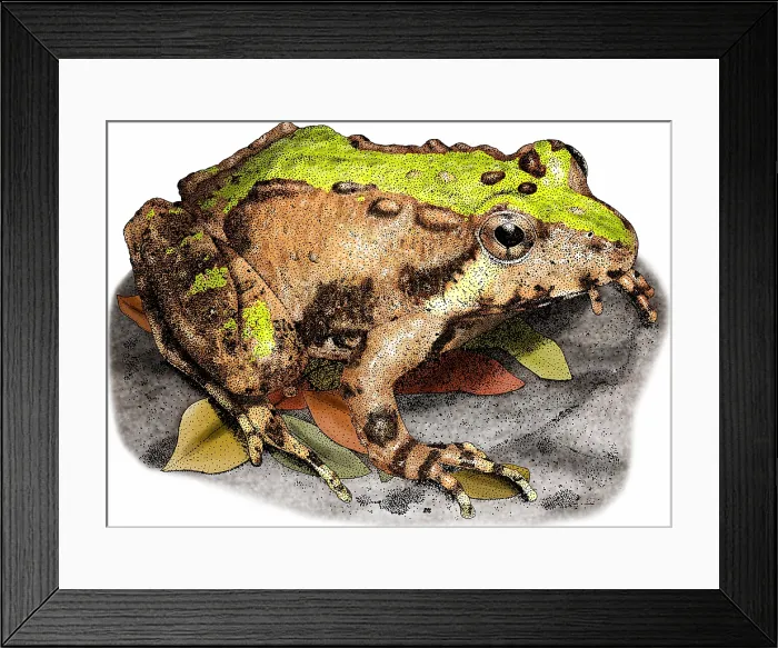 Framed Print : Northern cricket frog