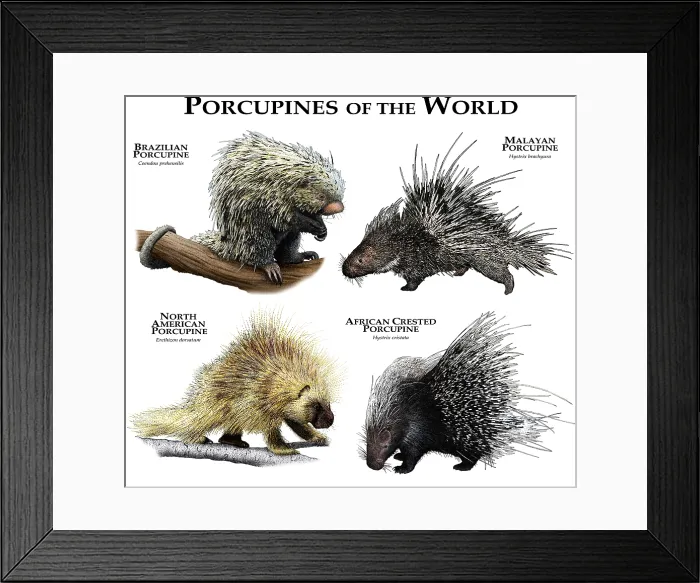 Framed Print : Porcupines of the World Framed Print : Porcupines of the World