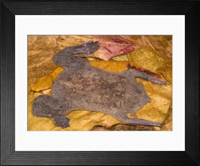 Framed Print : Surinam Toad Framed Print : Surinam Toad