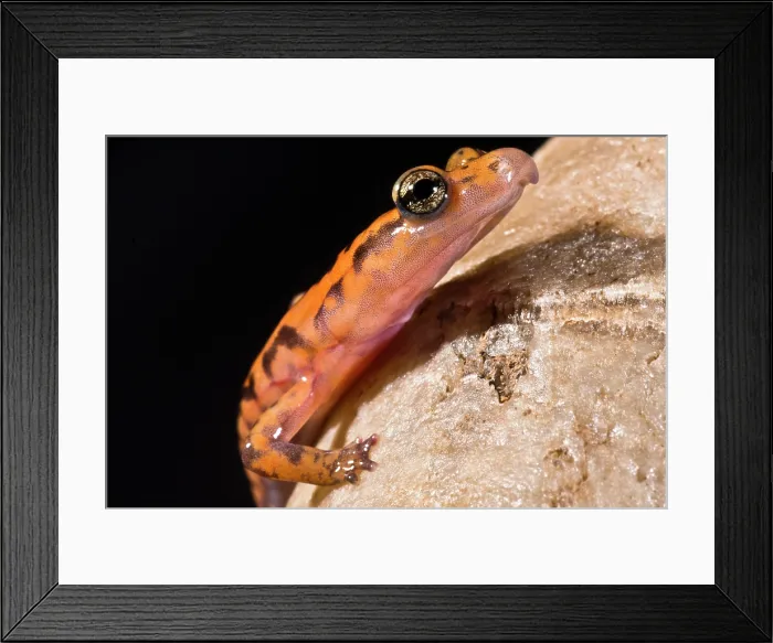 Framed Print : Cave Salamander, Eurycea lucifuga Framed Print : Cave Salamander, Eurycea lucifuga