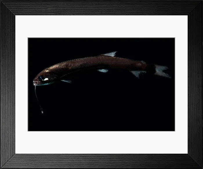 Framed Print : Sickle Snaggletooth Framed Print : Sickle Snaggletooth