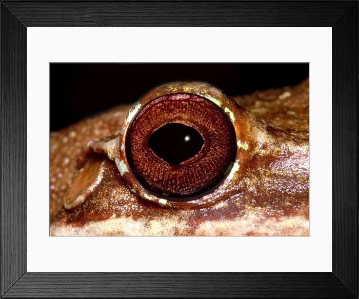 Framed Print : Fringe Limb Tree Frog