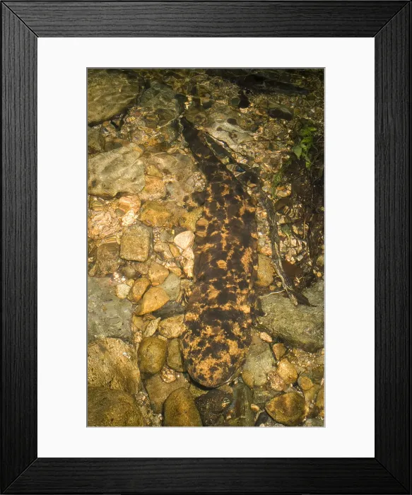 Framed Print : Japanese Giant Salamander Framed Print : Japanese Giant Salamander