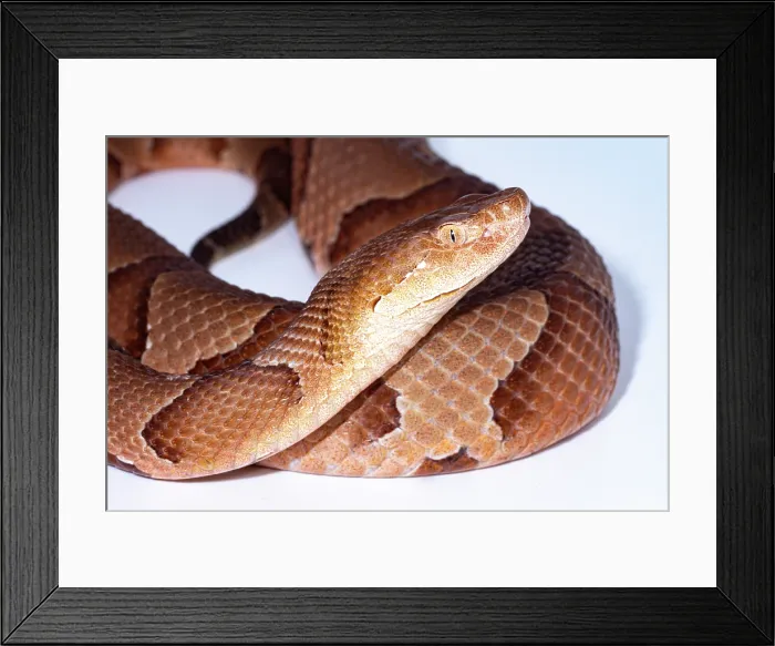 Framed Print : Copperhead, Agkistrodon contortrix
