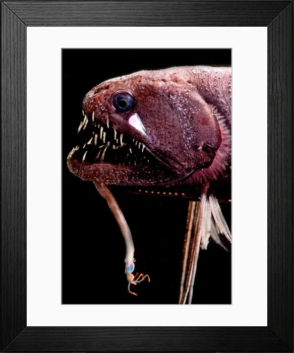 Framed Print : Threadfin Dragonfish Framed Print : Threadfin Dragonfish