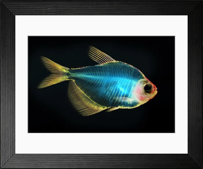 Framed Print : Fish Skeleton Framed Print : Fish Skeleton