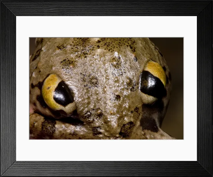 Framed Print : Chilean Four-eyed Frog