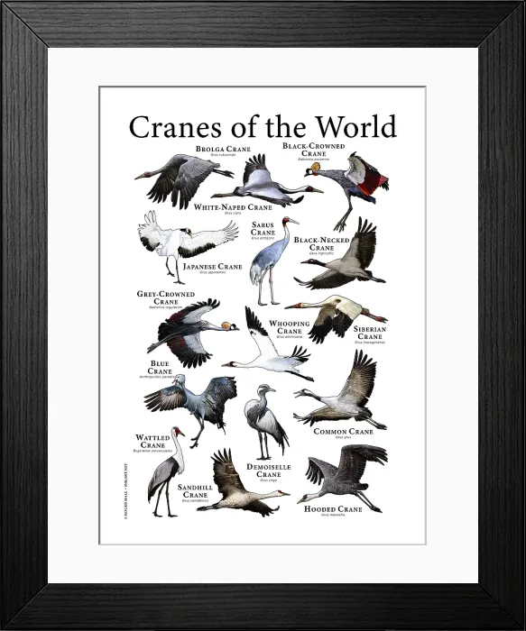 Framed Print : Cranes of the World Framed Print : Cranes of the World