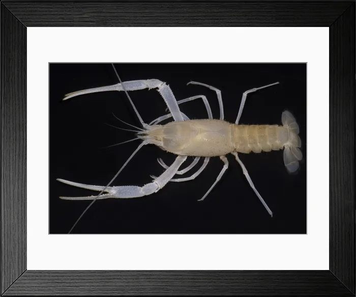 Framed Print : Florida Cave Crayfish Framed Print : Florida Cave Crayfish