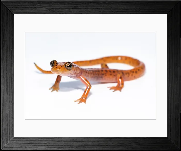 Framed Print : Cave Salamander, Eurycea lucifuga
