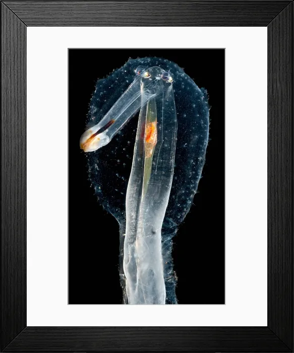 Framed Print : Heteropod Mollusk