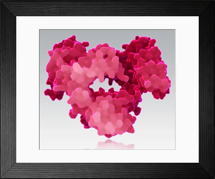Framed Print : Immunoglobulin E, antibody Framed Print : Immunoglobulin E, antibody