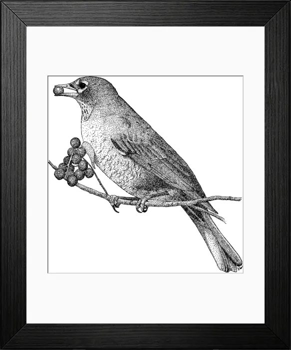 Framed Print : American Robin Framed Print : American Robin