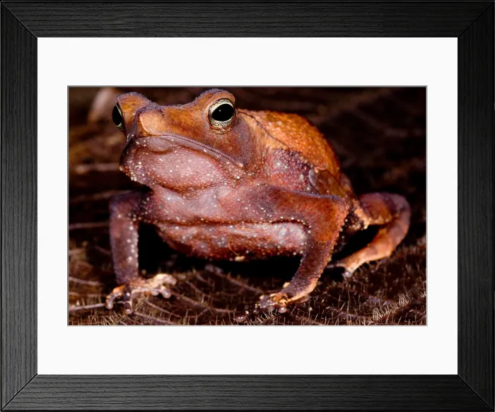 Framed Print : Para Toad. The Para Toad, Rhinella castaneotica, is a leaf litter dwelling species Framed Print : Para Toad. The Para Toad, Rhinella castaneotica, is a leaf litter dwelling species