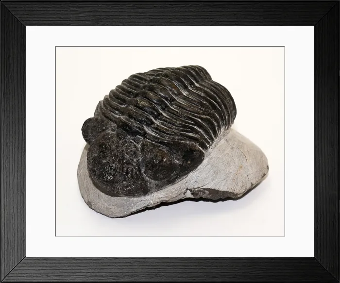 Framed Print : Trilobite fossil (Drotops megalomanicus) Framed Print : Trilobite fossil (Drotops megalomanicus)