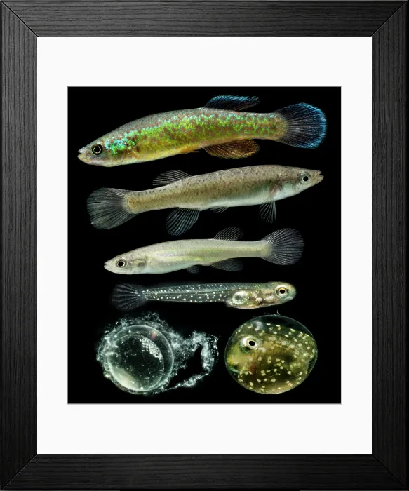 Framed Print : Endangered Barrens Topminnow Development Framed Print : Endangered Barrens Topminnow Development