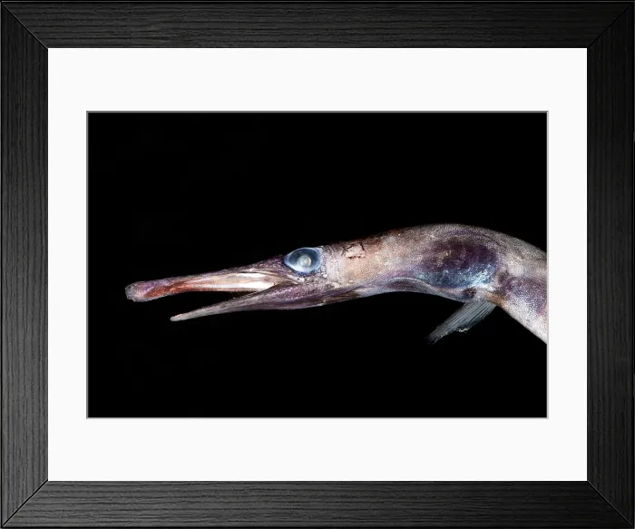 Framed Print : Duckbill Oceanic Eel (Nessorhamphus ingolfianus)