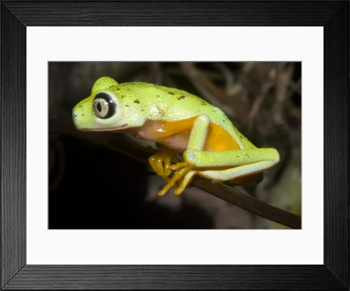 Framed Print : Tree Frog. Hylomantis lemur, the white eyed leaf frog, is a critically threatened species Framed Print : Tree Frog. Hylomantis lemur, the white eyed leaf frog, is a critically threatened species