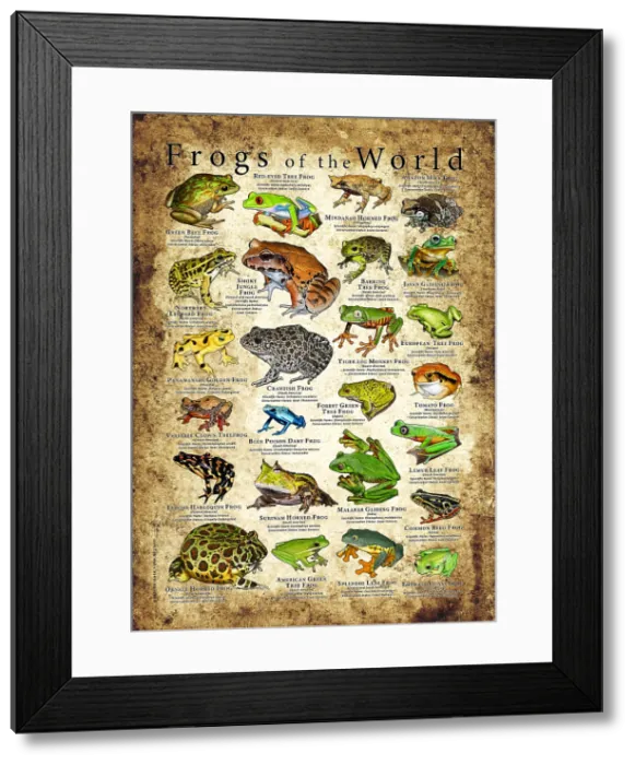 Framed Print : Frogs the World Poster Framed Print : Frogs the World Poster