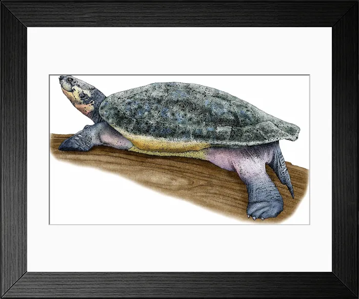 Framed Print : Arrau River Turtle Framed Print : Arrau River Turtle