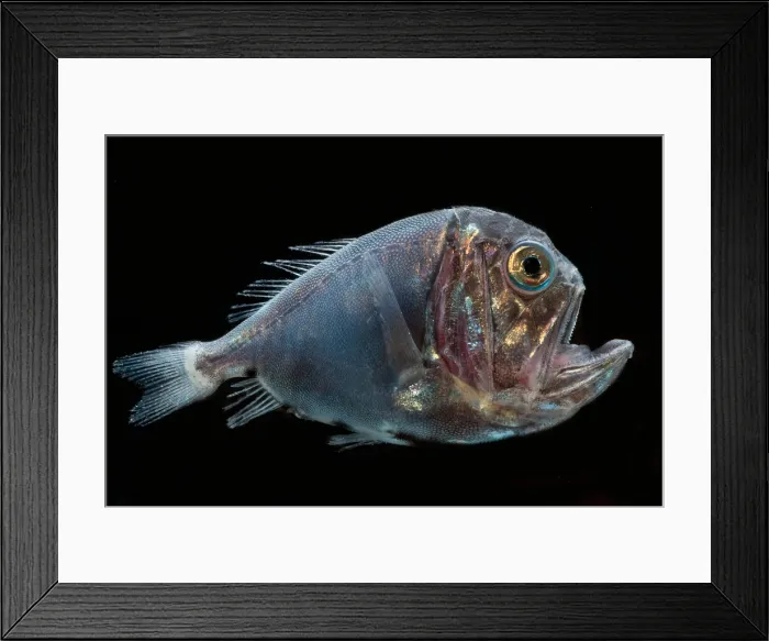 Framed Print : Fangtooth (Anoplogaster cornuta) Framed Print : Fangtooth (Anoplogaster cornuta)