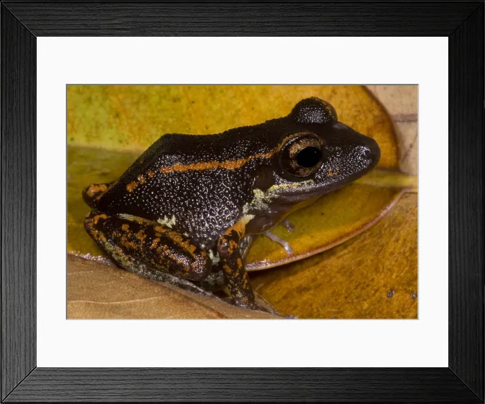 Framed Print : Fort Randolph Robber Frog Framed Print : Fort Randolph Robber Frog