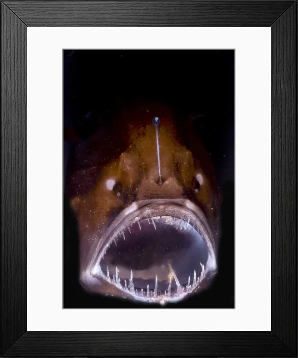 Framed Print : Deep Sea Angler Framed Print : Deep Sea Angler