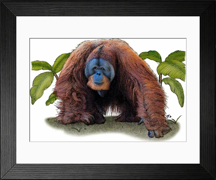 Framed Print : Sumatran Orangutan Framed Print : Sumatran Orangutan