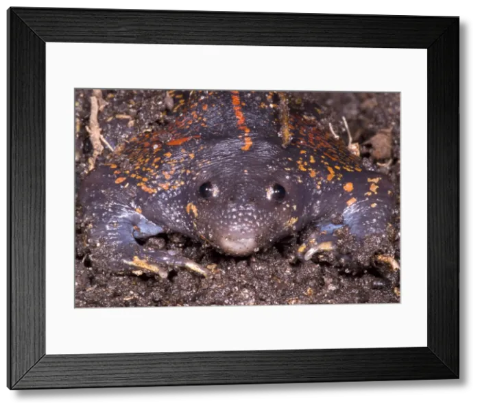 Framed Print : Mexican Burrowing Toad Framed Print : Mexican Burrowing Toad