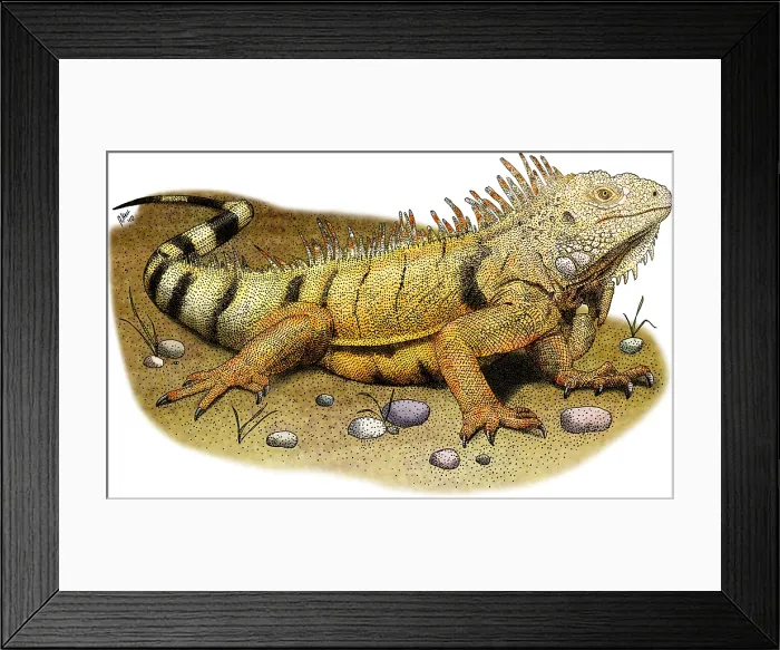 Framed Print : Green Iguana Framed Print : Green Iguana