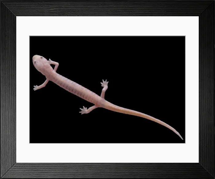 Framed Print : Grotto Salamander, Eurycea spelaea Framed Print : Grotto Salamander, Eurycea spelaea