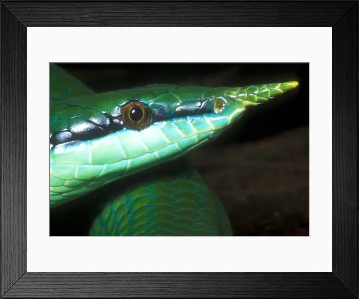 Framed Print : Rhino Rat Snake